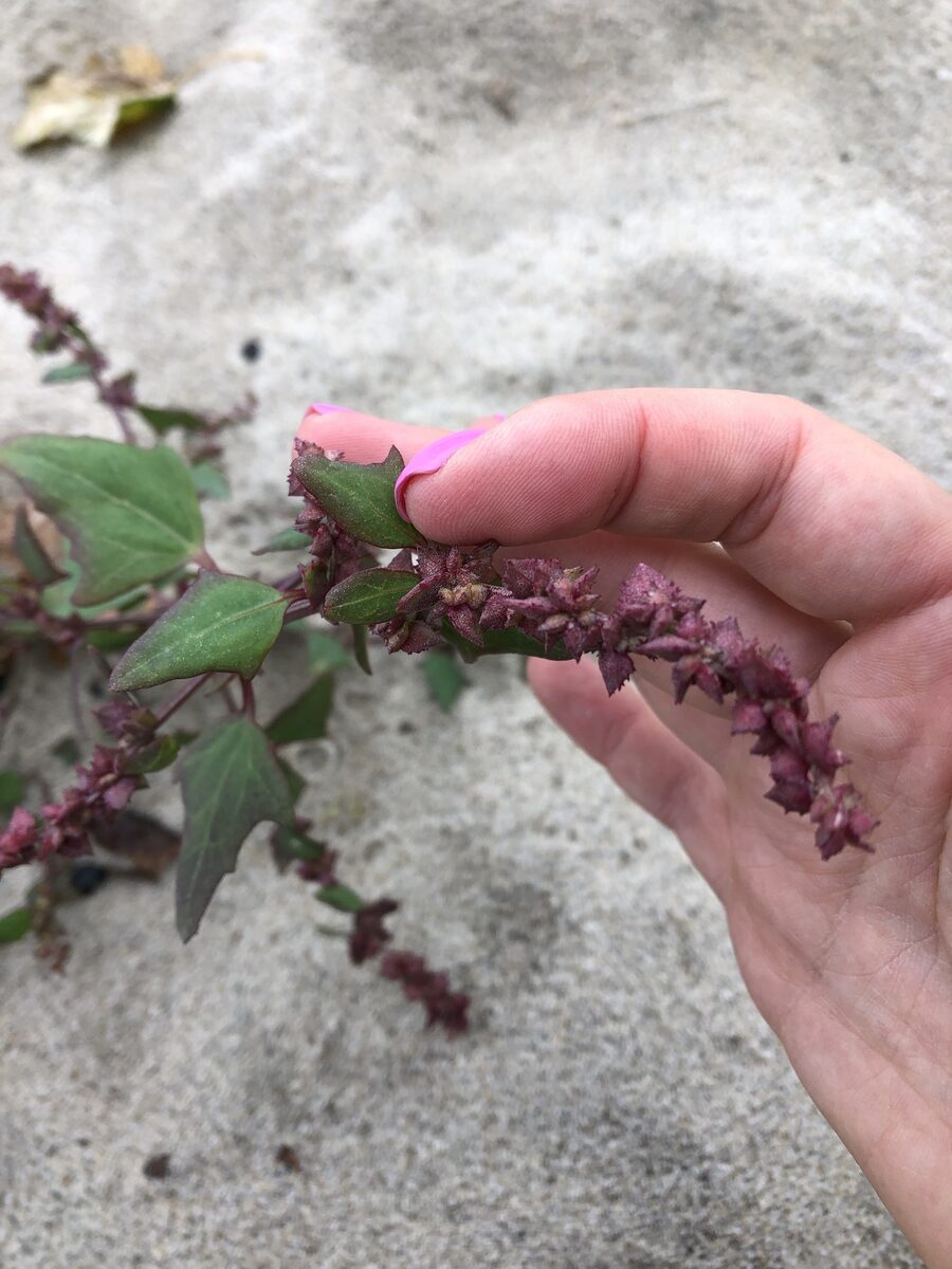 Atriplex prostrata subsp. calotheca