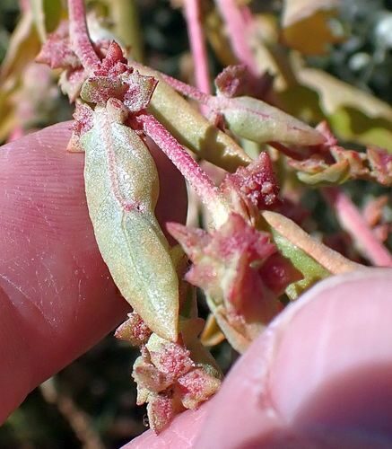 Atriplex rosea (Tumbling or redscale saltweed) — photo