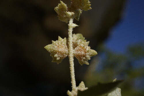 Atriplex rosea (Tumbling or redscale saltweed) — photo