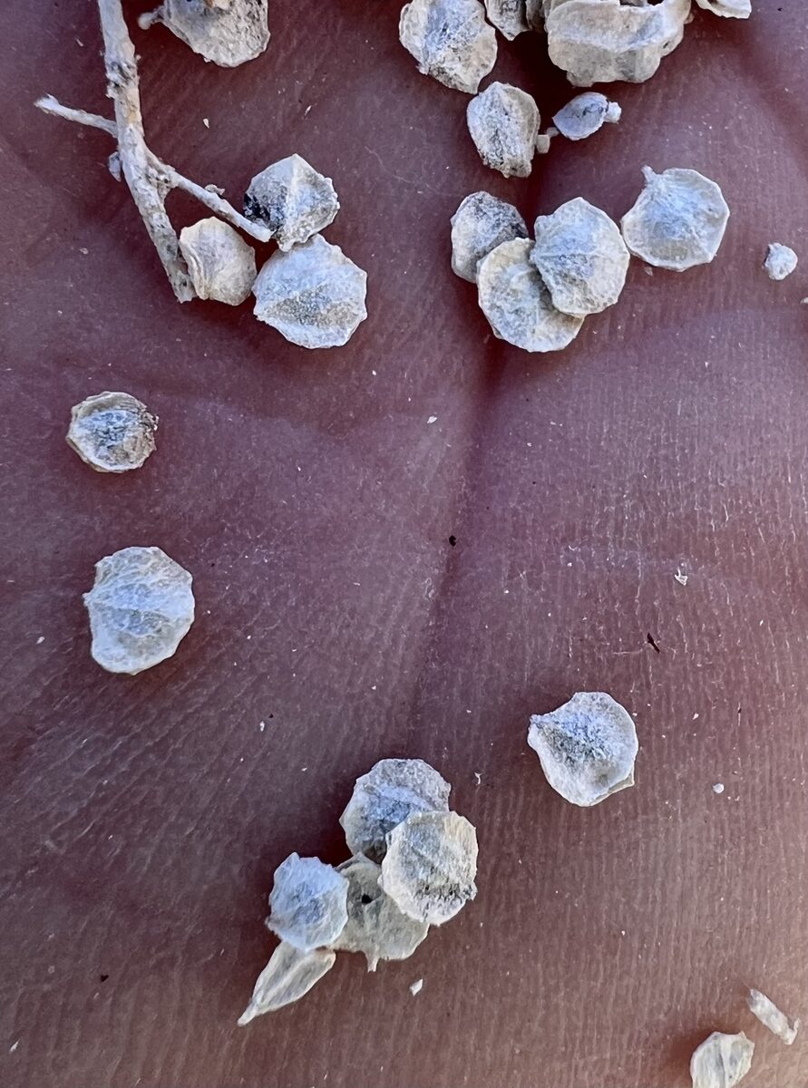 Atriplex torreyi - (S.Watson) S.Watson (Torrey’s Saltbrush) — photo