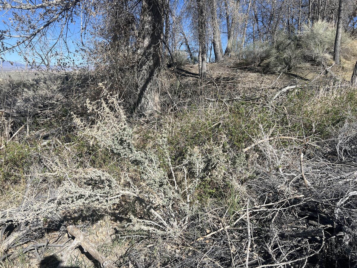 Atriplex torreyi - (S.Watson) S.Watson (Torrey’s Saltbrush) — photo