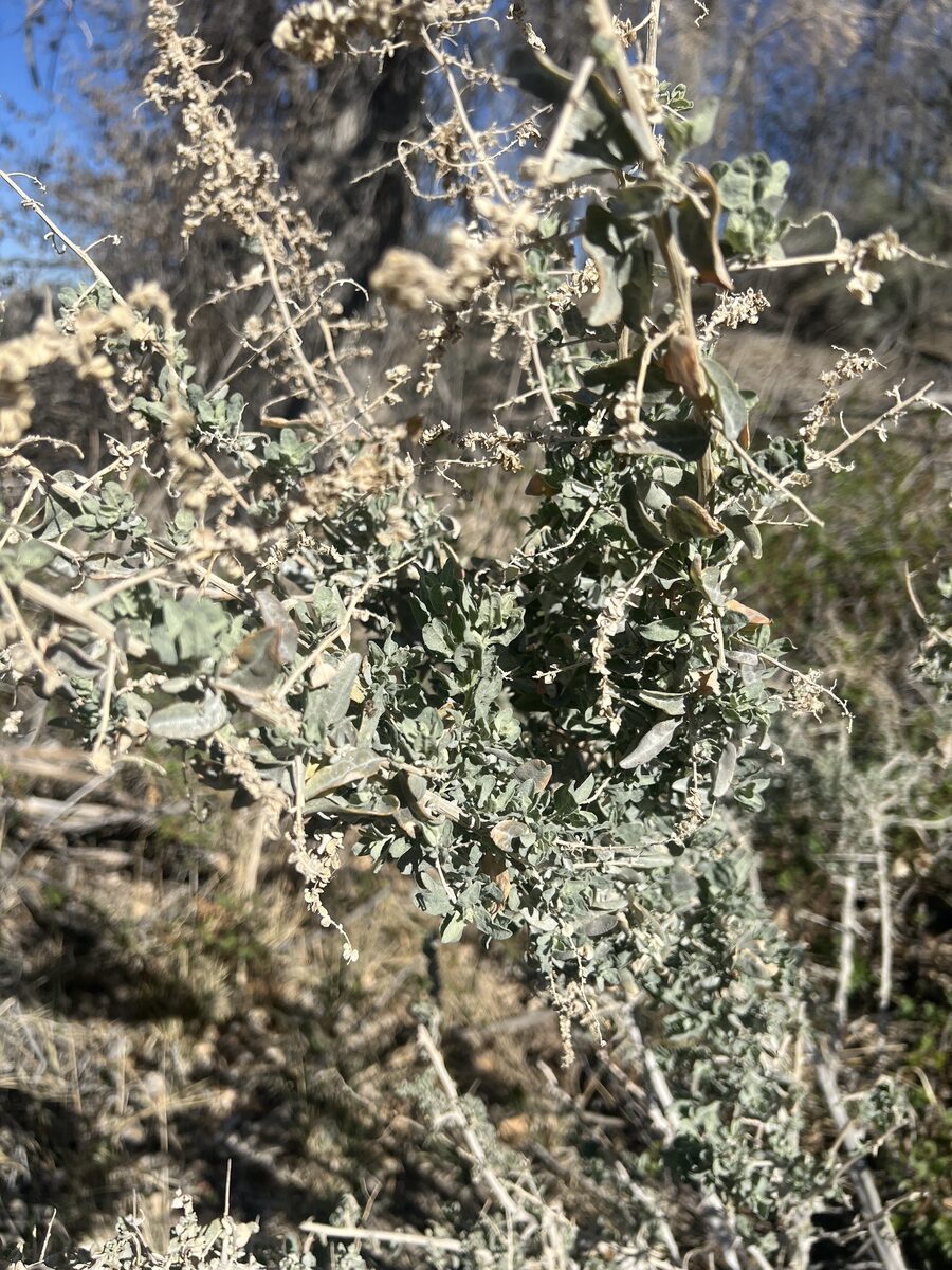 Atriplex torreyi - (S.Watson) S.Watson