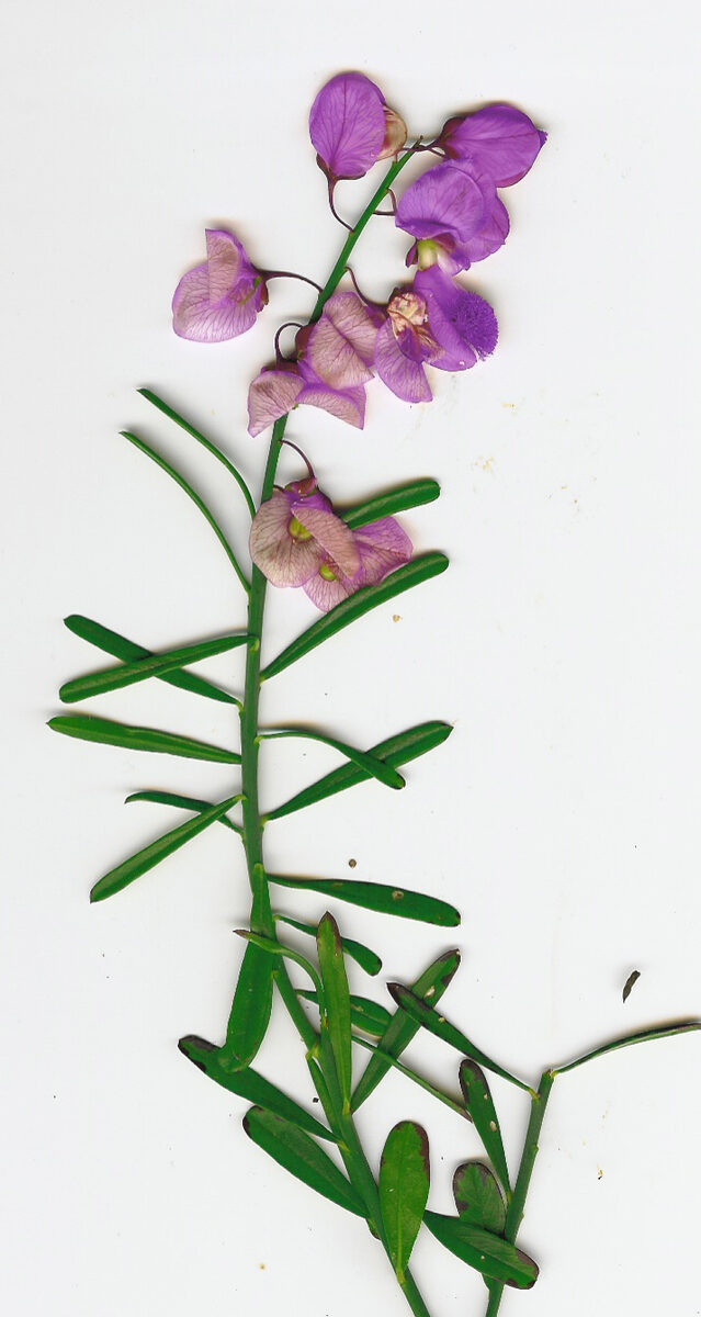Polygalaceae