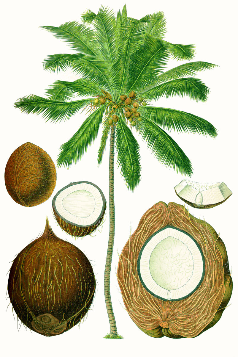 Attalea septuagenata