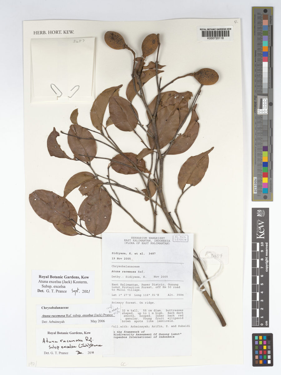 Atuna racemosa subsp. excelsa — photo