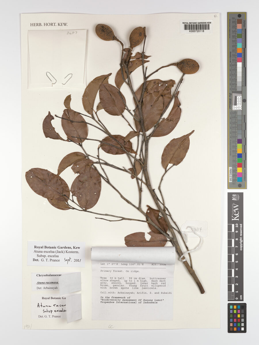 Atuna racemosa subsp. excelsa — photo