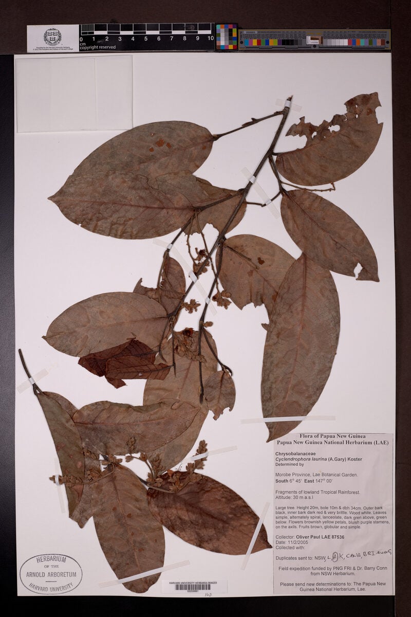 Chrysobalanaceae