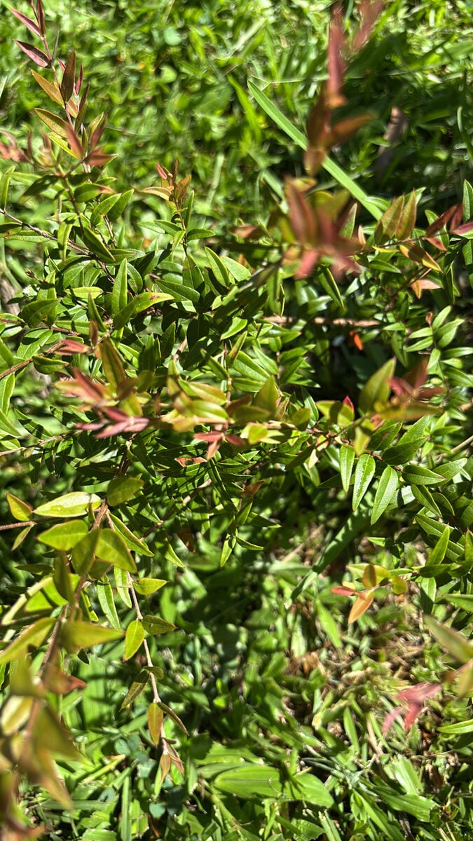 Austromyrtus dulcis (Midjin) — photo