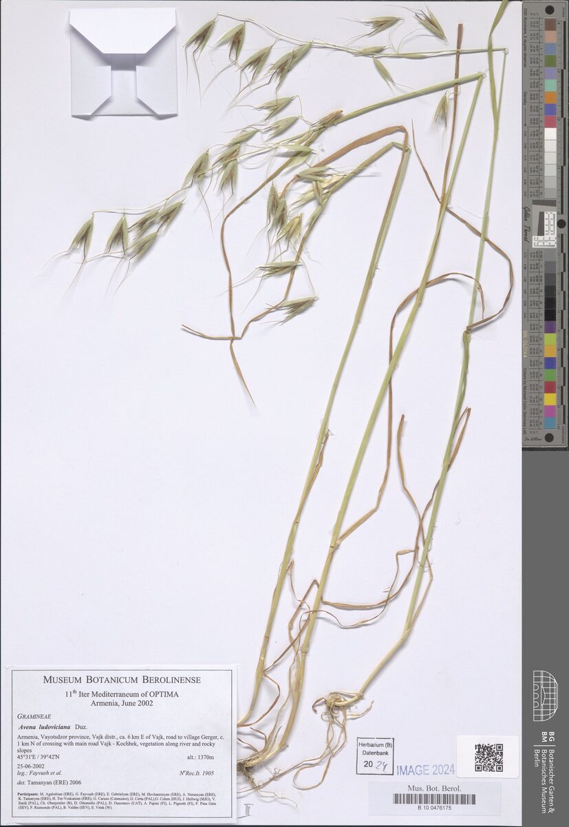 Avena ludoviciana (Oats) — photo