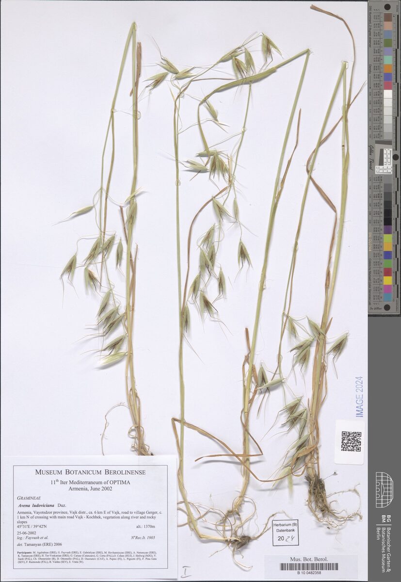 Avena ludoviciana (Oats) — photo