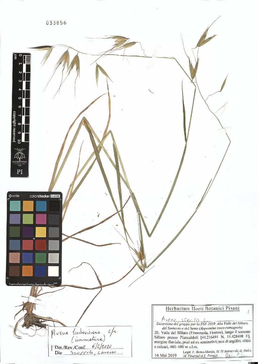 Avena ludoviciana