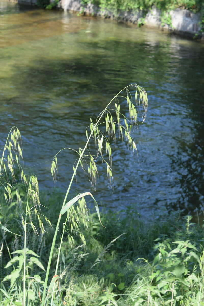 Avena sterilis subsp. ludoviciana (Animated Oat) — photo