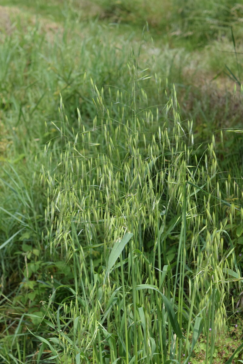 Avena sterilis subsp. ludoviciana (Animated Oat) — photo