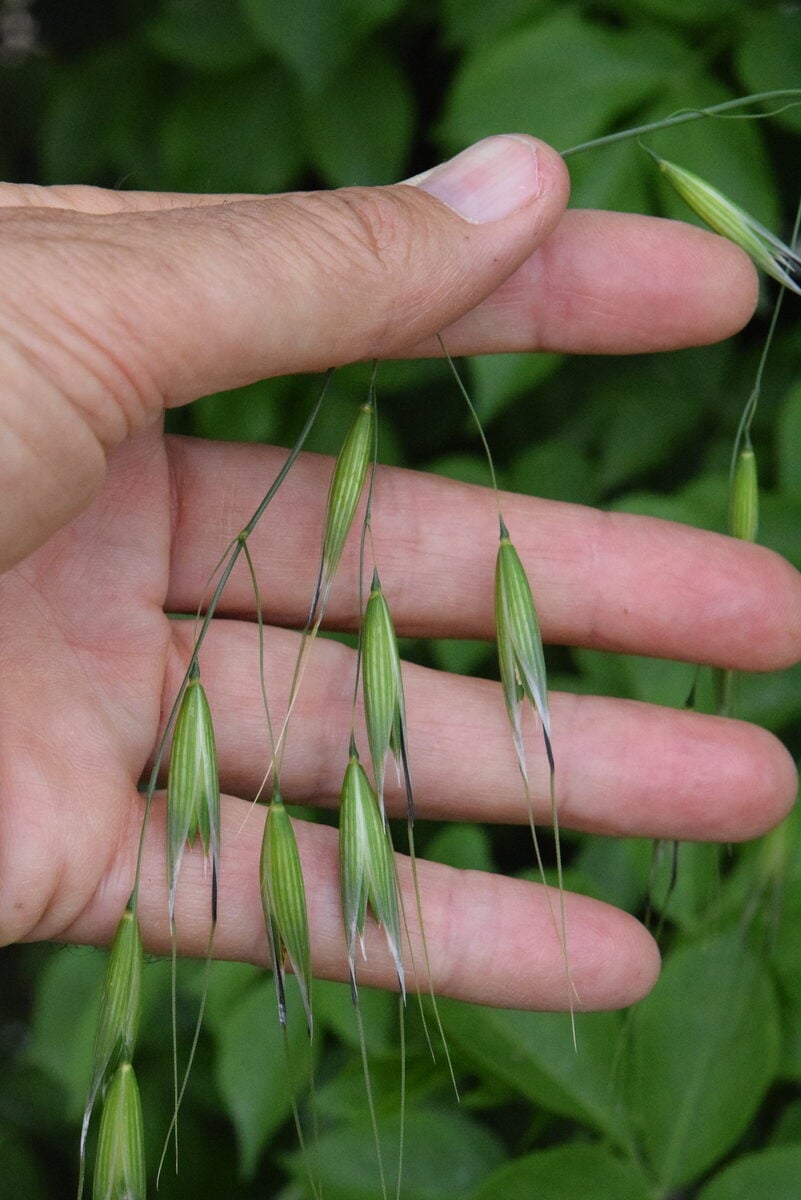 Avena sterilis subsp. ludoviciana