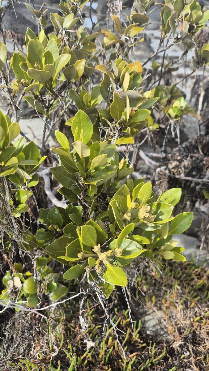 Avicennia marina subsp. australasica (Grey mangrove) — photo