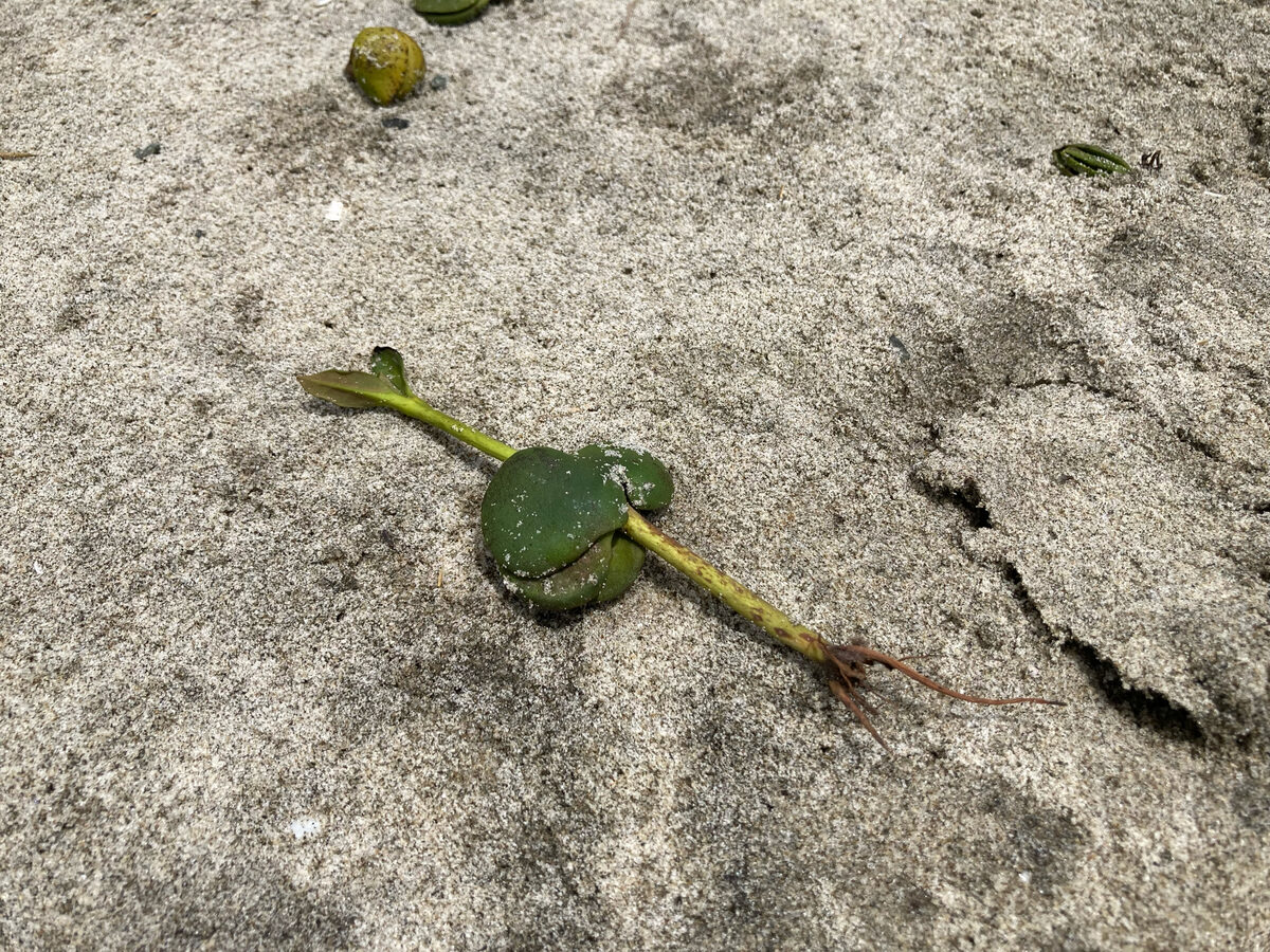 Avicennia marina subsp. australasica (Grey mangrove) — photo