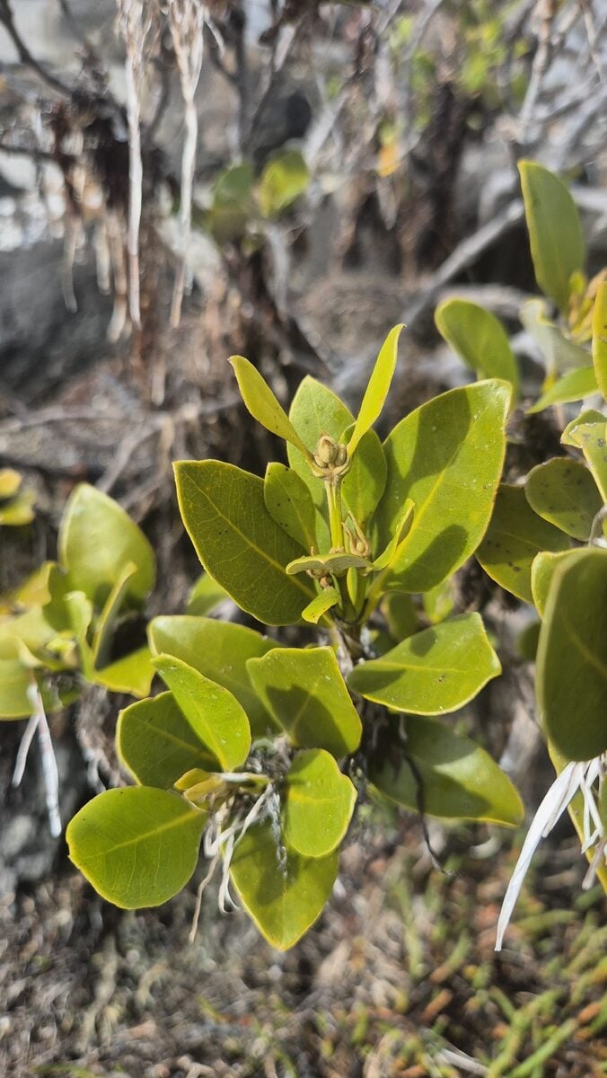 Avicennia marina subsp. australasica
