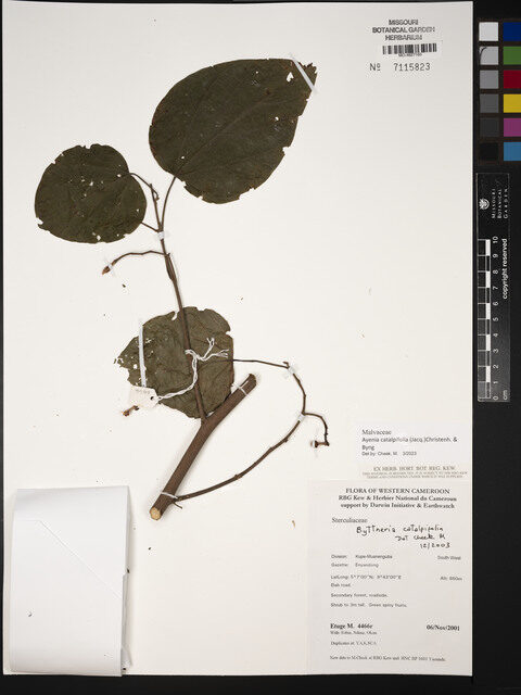 Ayenia catalpifolia