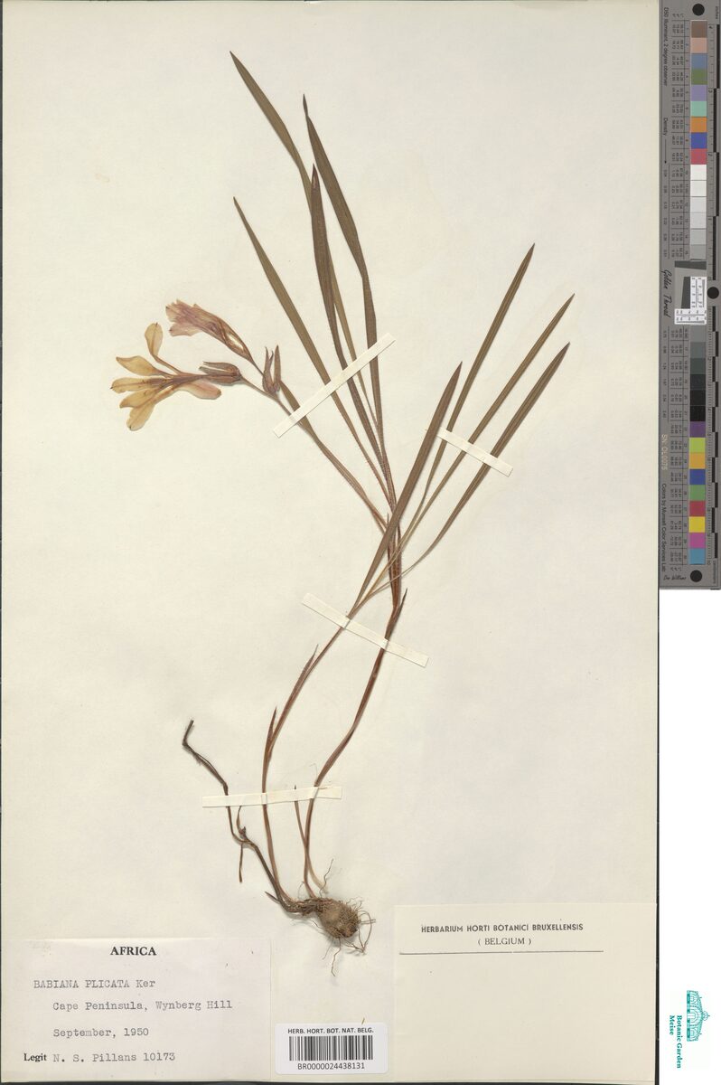 Babiana plicata (Baboon Root) — photo