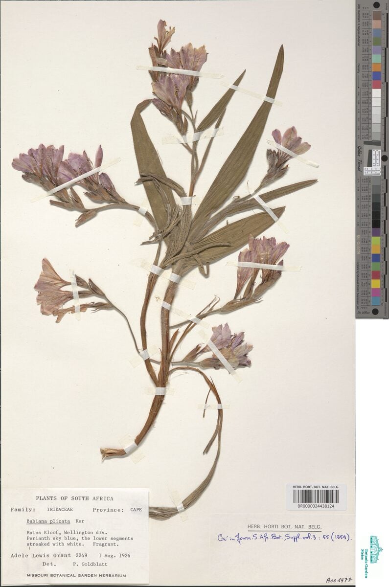 Babiana plicata (Baboon Root) — photo