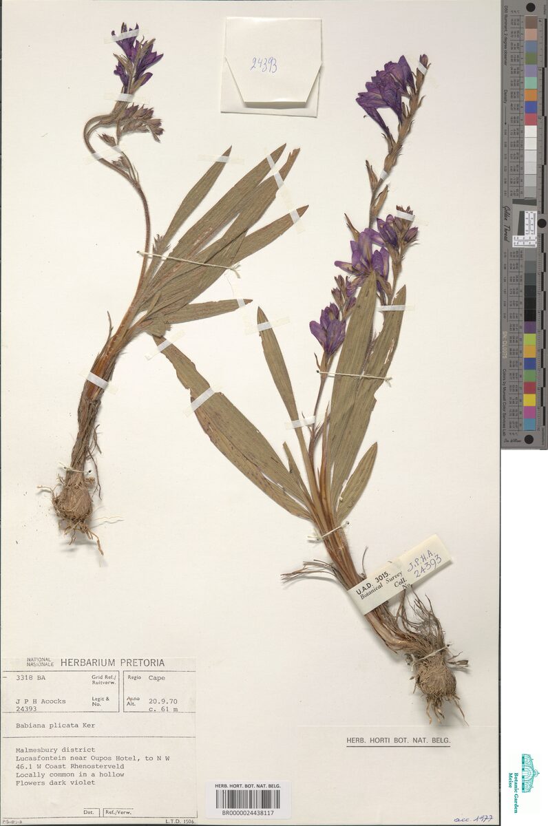 Babiana plicata