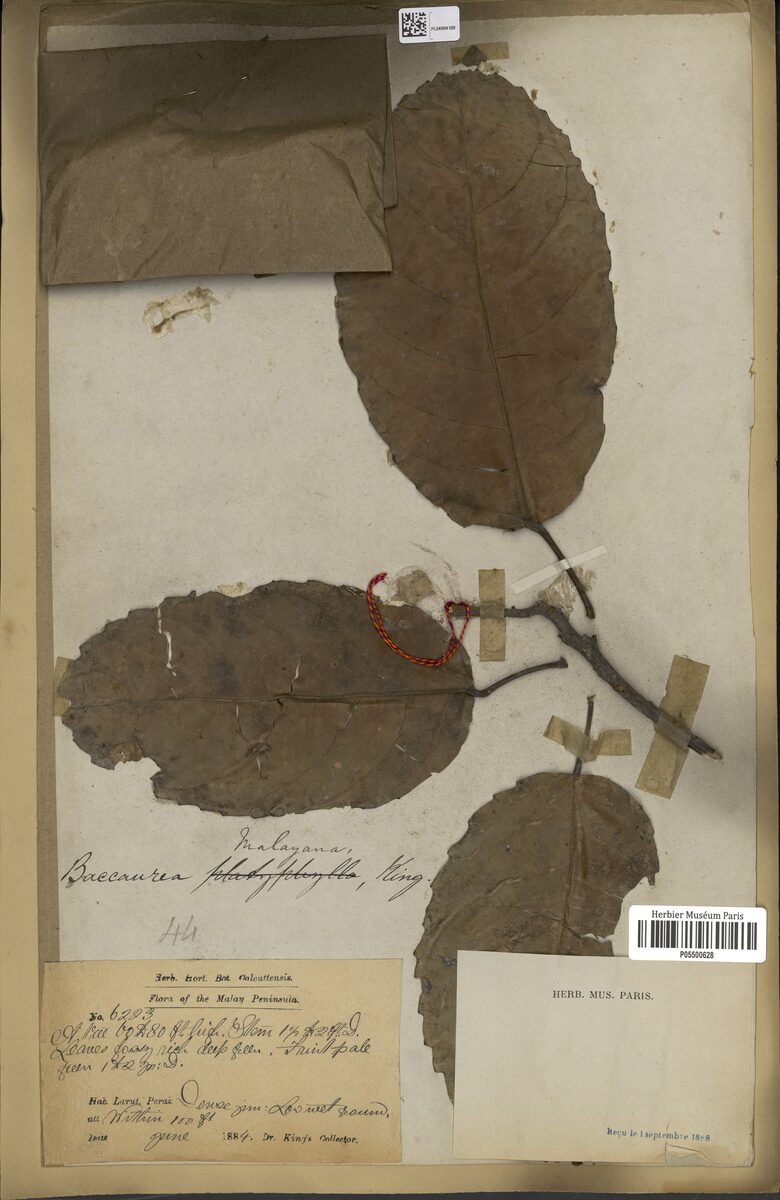 Baccaurea malayana