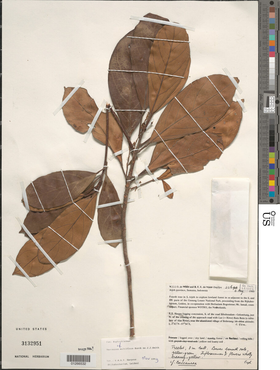 Baccaurea multiflora (Tampui burung) — photo