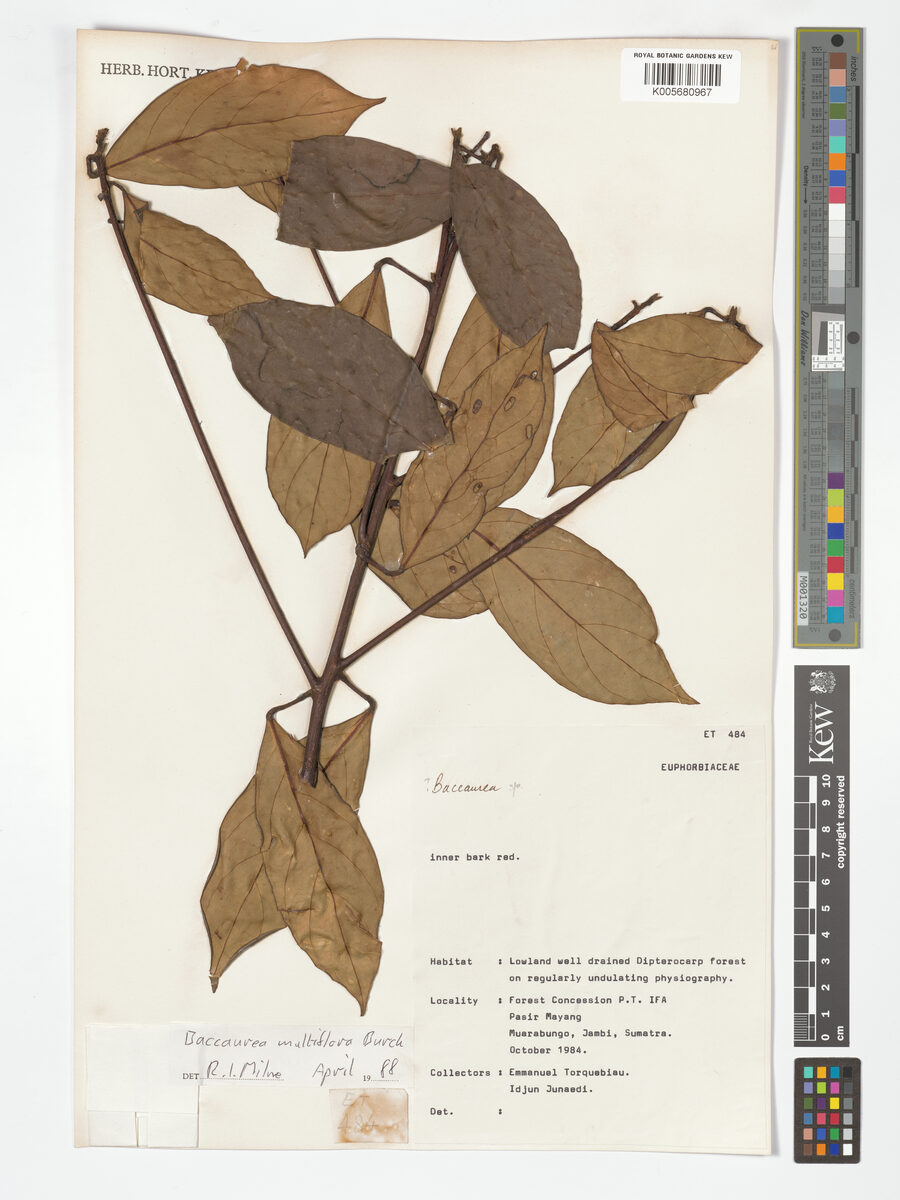 Baccaurea multiflora (Tampui burung) — photo