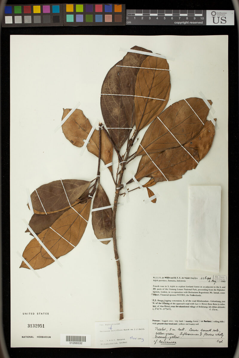 Baccaurea multiflora