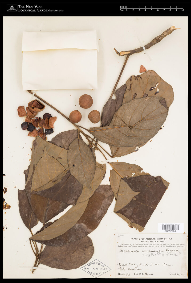 Baccaurea sylvestris (Du vo do) — photo