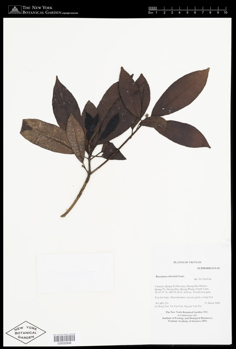 Baccaurea sylvestris
