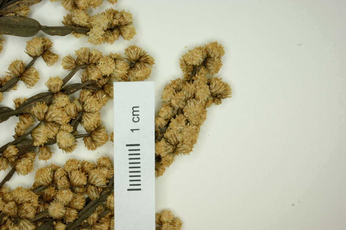 Baccharis gaudichaudiana — photo