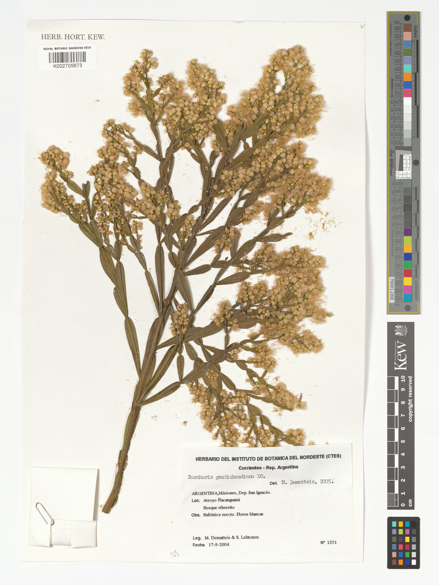 Baccharis gaudichaudiana — photo
