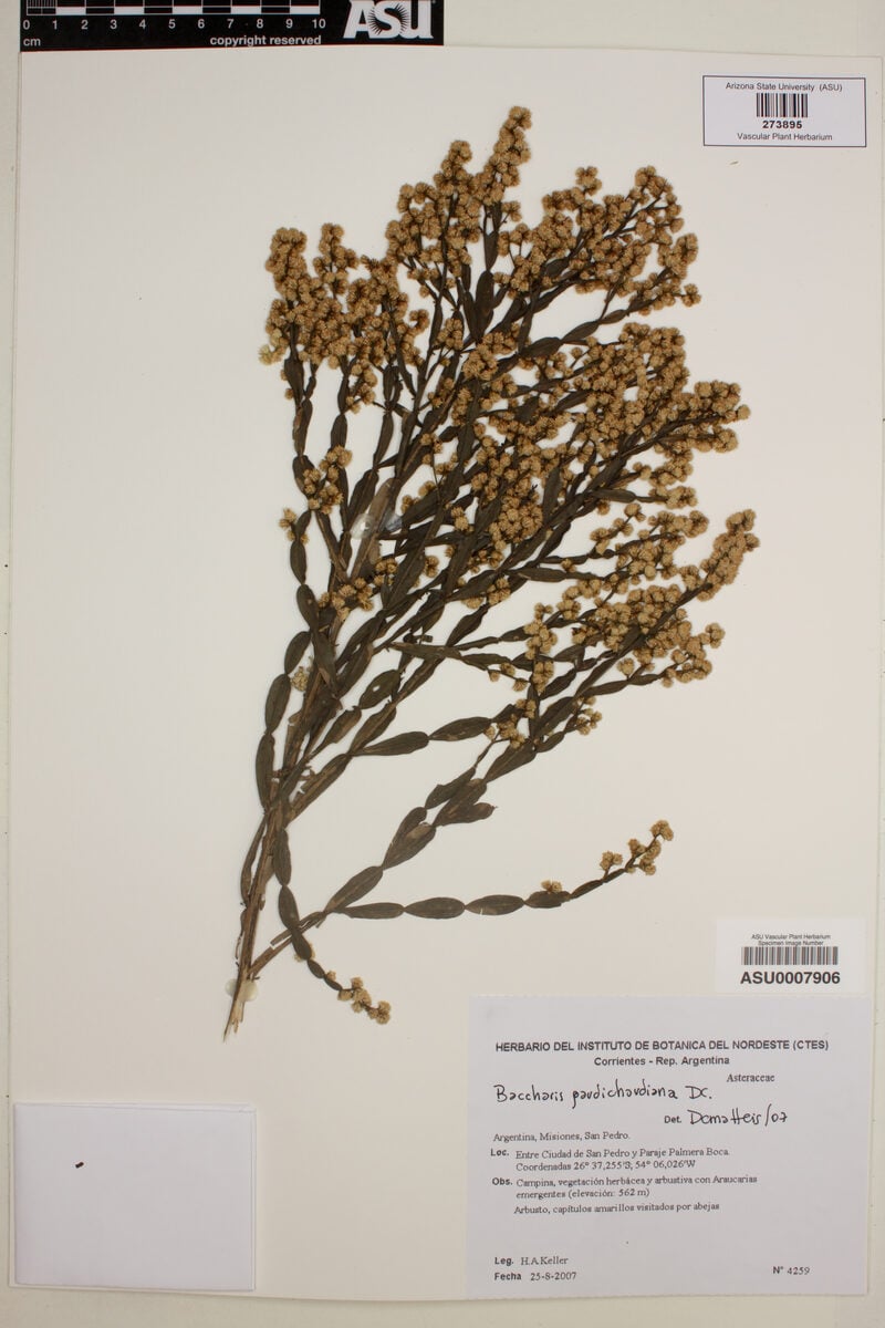 Baccharis gaudichaudiana