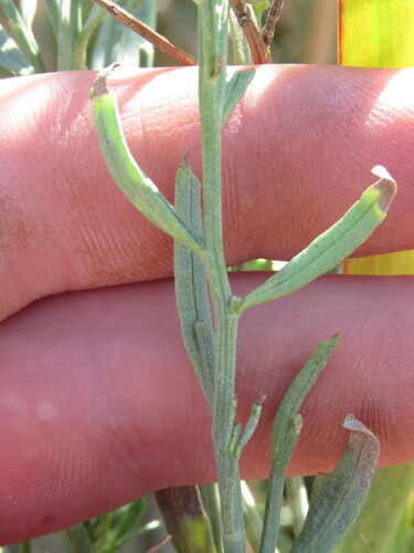 Baccharis sarothroides (Desert Broom) — photo