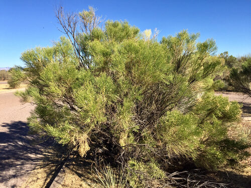 Baccharis sarothroides (Desert Broom) — photo