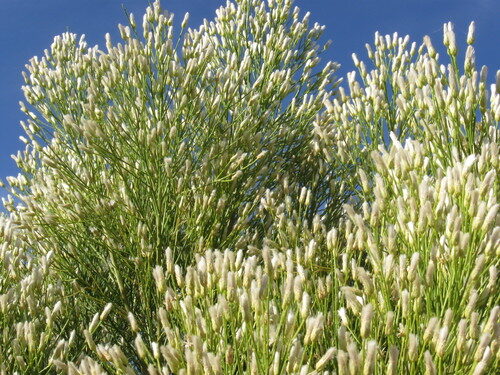 Baccharis sarothroides