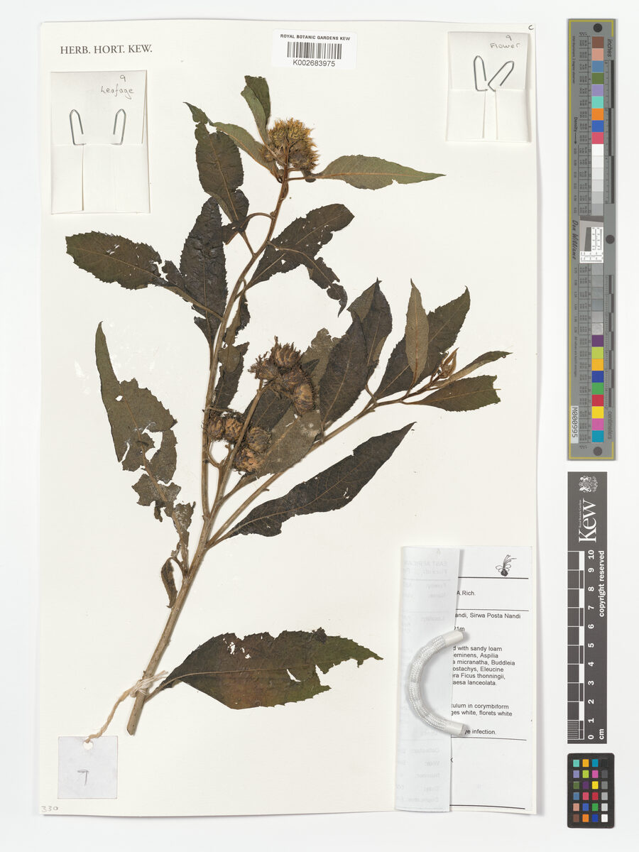 Baccharoides hymenolepis - (A.Rich.) Isawumi, B.Nord. & El (Baccharoides) — photo