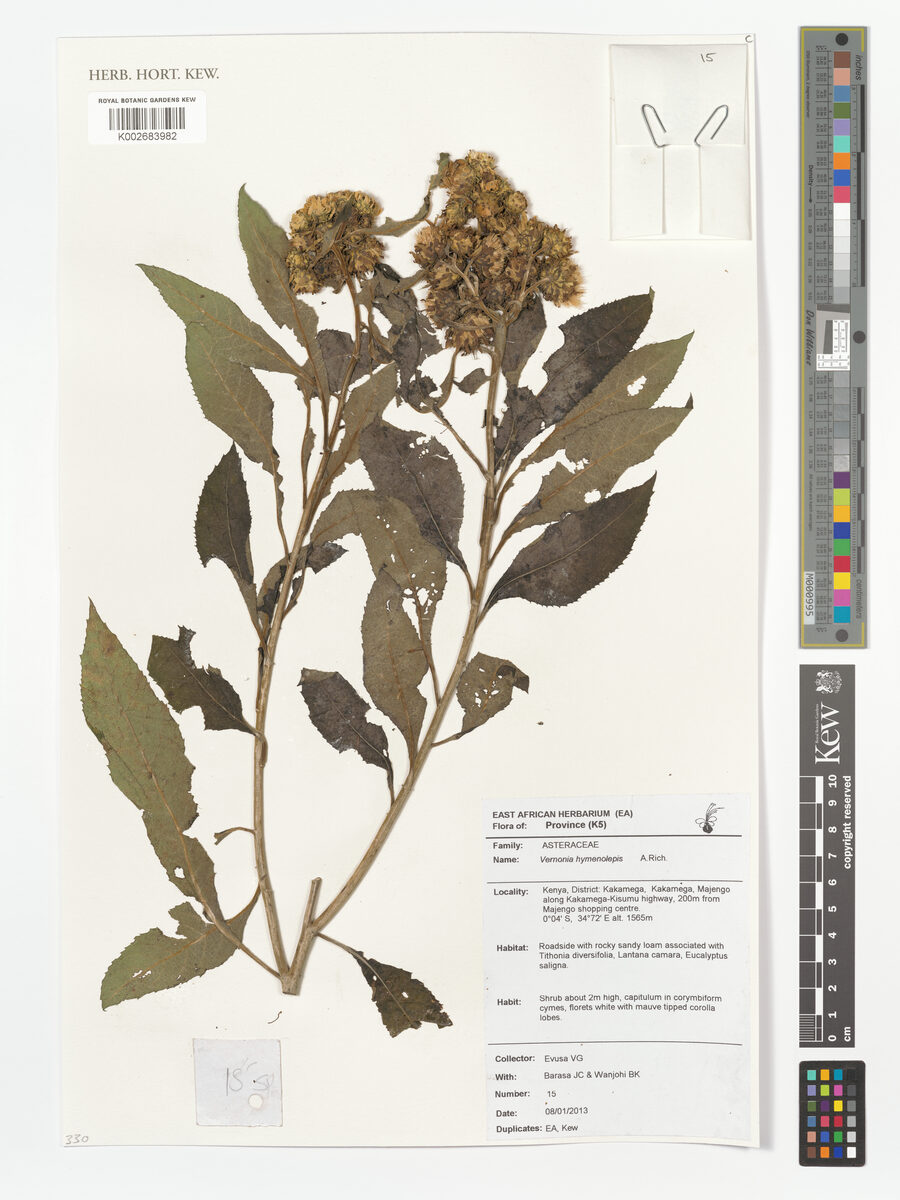 Baccharoides hymenolepis - (A.Rich.) Isawumi, B.Nord. & El (Baccharoides) — photo