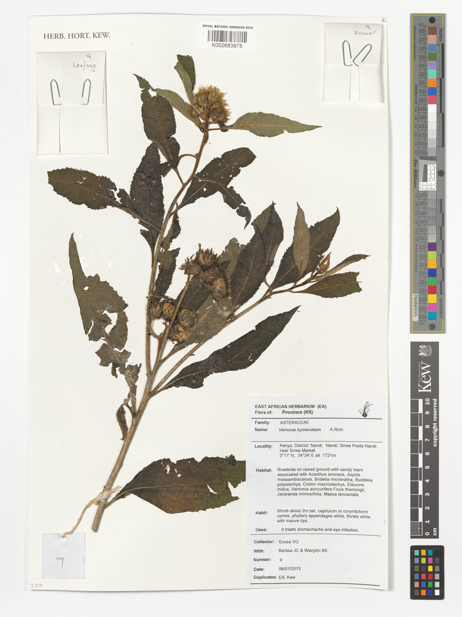 Baccharoides hymenolepis - (A.Rich.) Isawumi, B.Nord. & El
