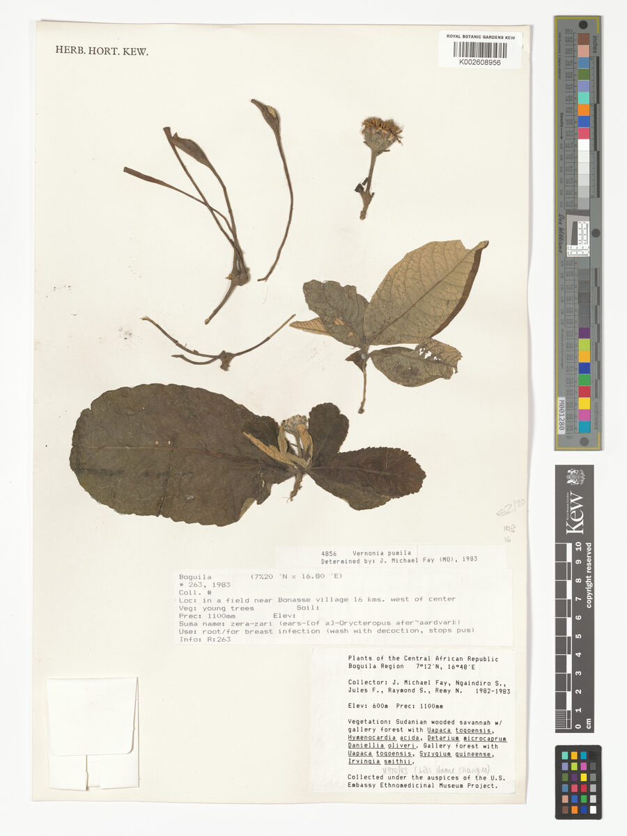 Baccharoides pumila — photo