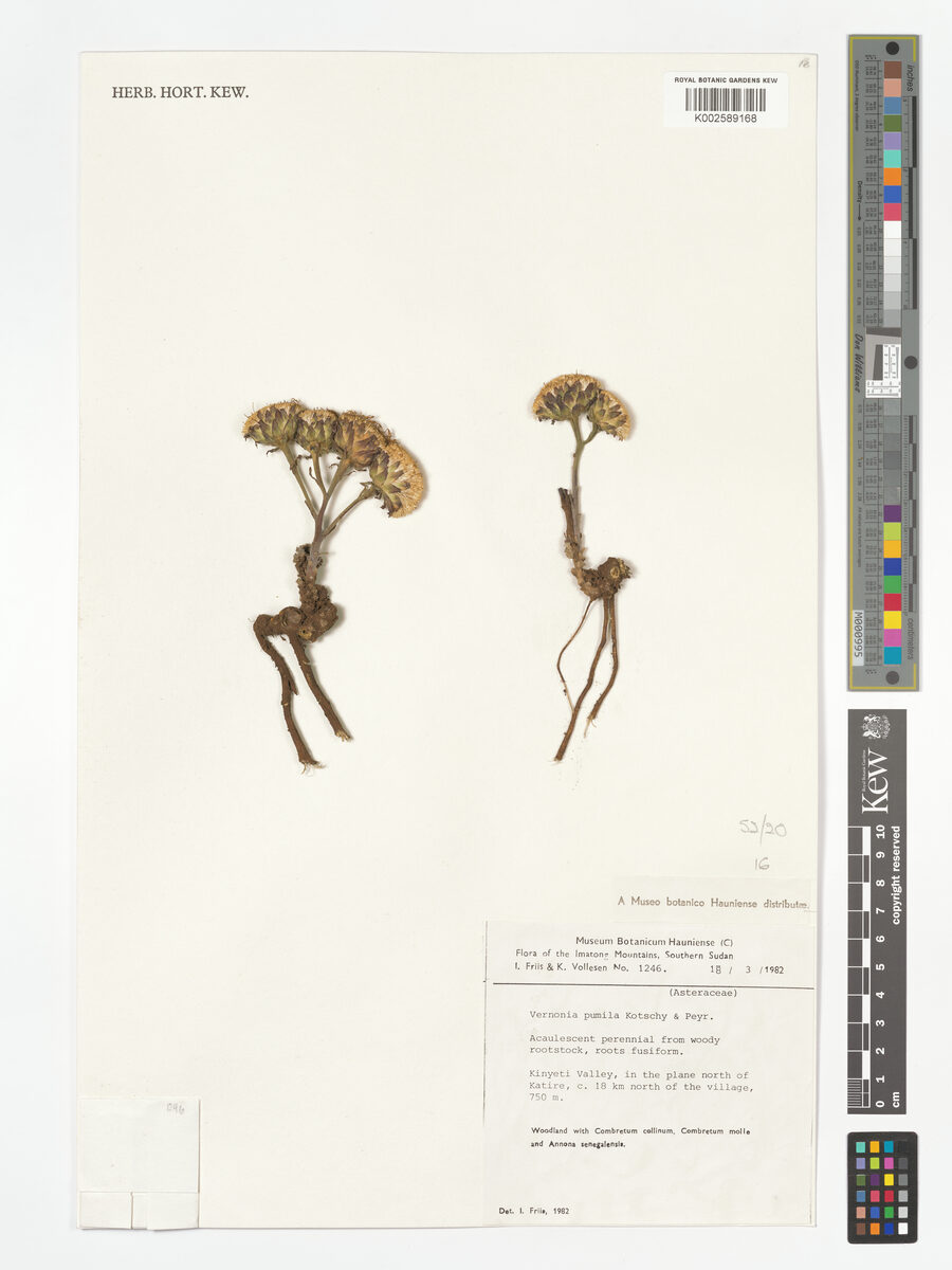 Baccharoides pumila — photo