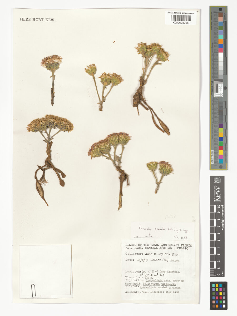 Baccharoides pumila
