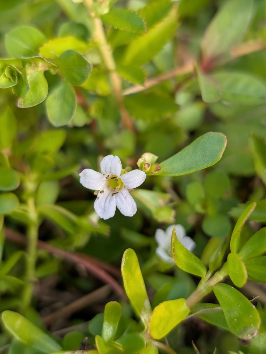 Bacopa monnieri - (L.) Wettst. (Herb of Grace) — photo