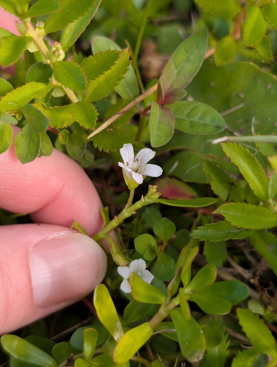 Bacopa monnieri - (L.) Wettst. (Herb of Grace) — photo