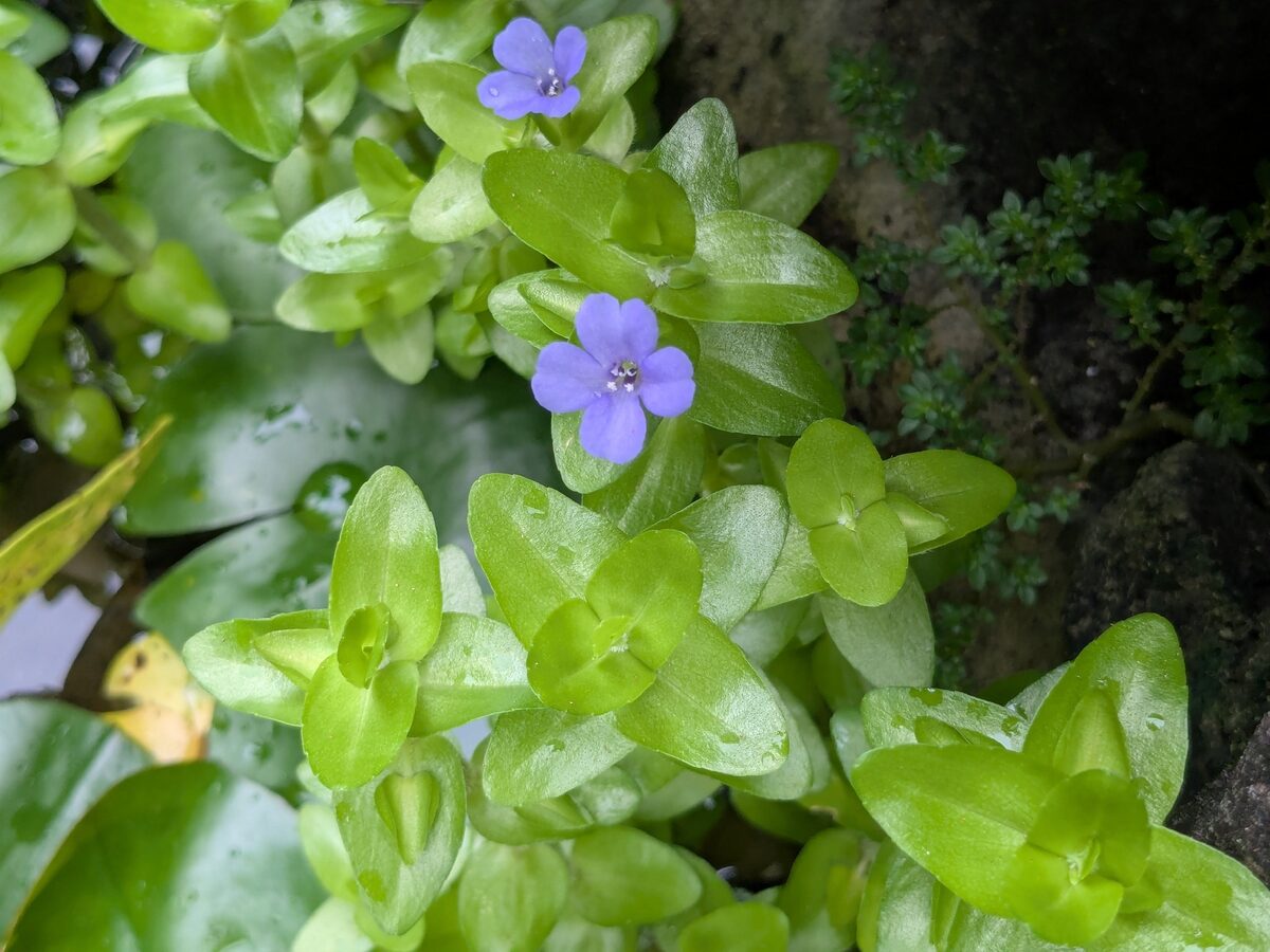 Bacopa monnieri - (L.) Wettst.