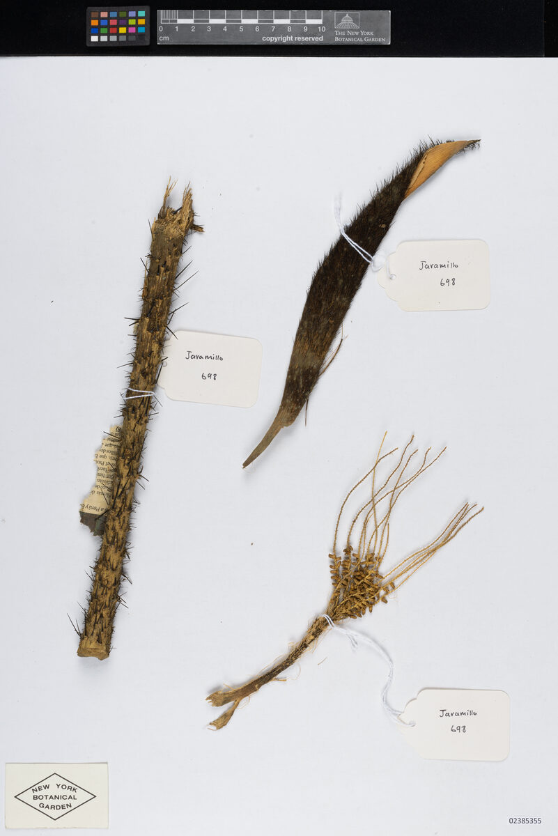 Bactris halmoorei — photo