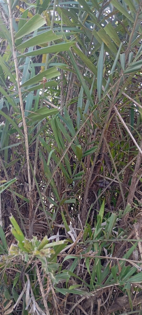 Bactris major var. infesta (Marajau) — photo