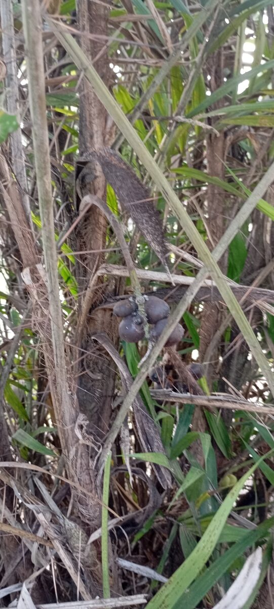 Bactris major var. infesta (Marajau) — photo
