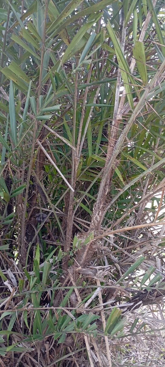 Bactris major var. infesta